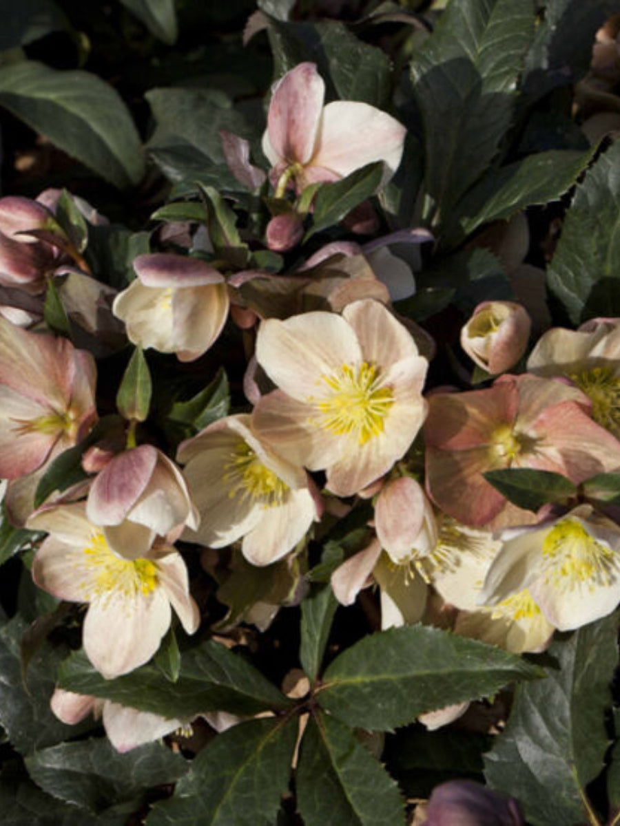 Hellebore 'Camelot' 1G